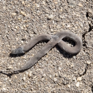 Drysdalia coronoides at Mount Clear, ACT - 7 Apr 2019 11:32 AM