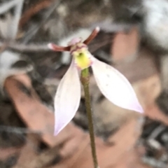 Eriochilus cucullatus (Parson's Bands) at Bungendore, NSW - 7 Apr 2019 by yellowboxwoodland