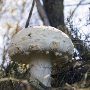 zz agaric (stem; gills white/cream) at Mount Clear, ACT - 7 Apr 2019 11:51 AM