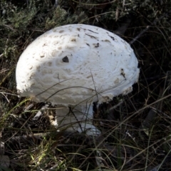 zz agaric (stem; gills white/cream) at Mount Clear, ACT - 7 Apr 2019 11:51 AM