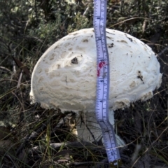 zz agaric (stem; gills white/cream) at Mount Clear, ACT - 7 Apr 2019