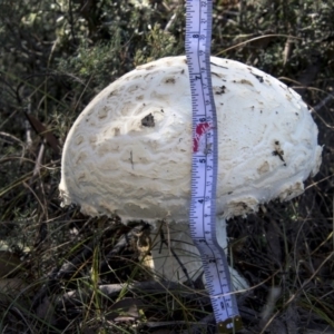 zz agaric (stem; gills white/cream) at Mount Clear, ACT - 7 Apr 2019 11:51 AM