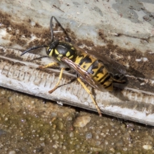 Vespula germanica at Mount Clear, ACT - 7 Apr 2019