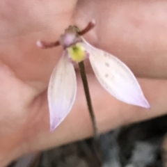 Eriochilus cucullatus at Bungendore, NSW - 7 Apr 2019