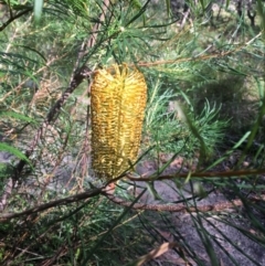 Banksia spinulosa var. spinulosa (Hairpin Banksia) at Vincentia, NSW - 6 Apr 2019 by EmmCrane