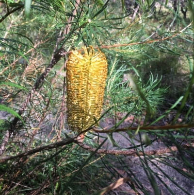 Banksia spinulosa var. spinulosa (Hairpin Banksia) at Vincentia, NSW - 6 Apr 2019 by EmmCrane