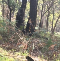 Nephila plumipes (Humped golden orb-weaver) at Vincentia, NSW - 6 Apr 2019 by Emm Crane