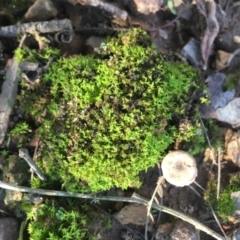 Unidentified Lichen, Moss or other Bryophyte at Mongarlowe River - 7 Apr 2019 by LisaH