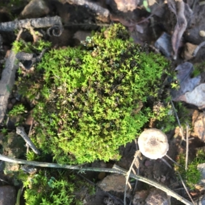 Unidentified Lichen, Moss or other Bryophyte at Mongarlowe River - 7 Apr 2019 by LisaH