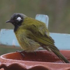 Nesoptilotis leucotis at Sutton, NSW - 21 Mar 2019 12:00 AM