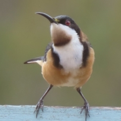 Acanthorhynchus tenuirostris (Eastern Spinebill) at Sutton, NSW - 20 Mar 2019 by Whirlwind