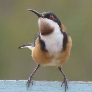 Acanthorhynchus tenuirostris at Sutton, NSW - 21 Mar 2019