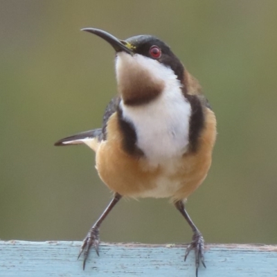 Acanthorhynchus tenuirostris (Eastern Spinebill) at Sutton, NSW - 21 Mar 2019 by Whirlwind