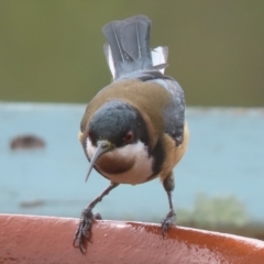 Acanthorhynchus tenuirostris at Sutton, NSW - 21 Mar 2019