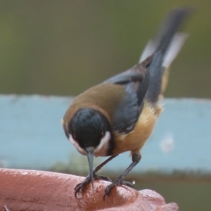 Acanthorhynchus tenuirostris at Sutton, NSW - 21 Mar 2019