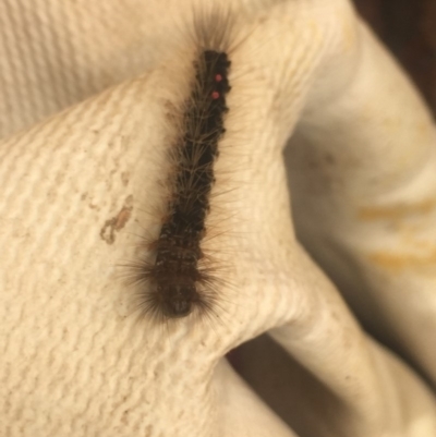 Euproctis melanosoma (Black-bodied Browntail Moth) at Mirador, NSW - 3 Apr 2019 by hynesker1234