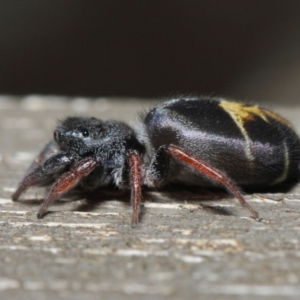 Apricia jovialis at Hackett, ACT - 7 Apr 2019 01:21 PM