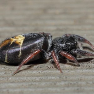 Apricia jovialis at Hackett, ACT - 7 Apr 2019 01:21 PM