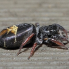 Apricia jovialis at Hackett, ACT - 7 Apr 2019 01:21 PM