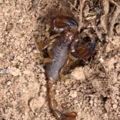 Urodacus manicatus (Black Rock Scorpion) at Hall, ACT - 18 Feb 2019 by jb2602