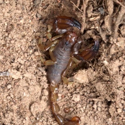 Urodacus manicatus (Black Rock Scorpion) at Hall, ACT - 17 Feb 2019 by jbromilow50