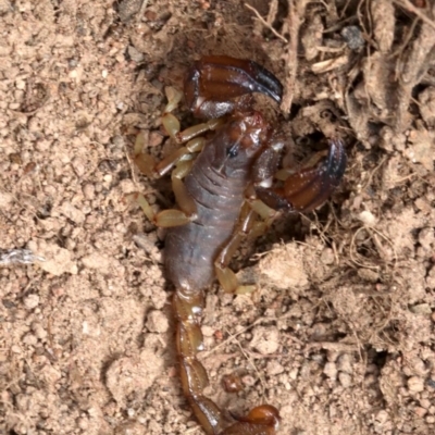 Urodacus manicatus (Black Rock Scorpion) at Hall, ACT - 18 Feb 2019 by jb2602