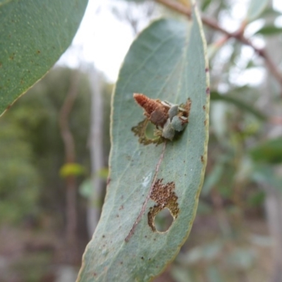 Eucalyptus (genus) (A Gum Tree) at Rendezvous Creek, ACT - 28 Jan 2019 by Christine