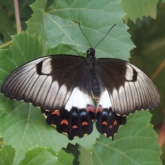 Papilio aegeus (Orchard Swallowtail, Large Citrus Butterfly) at Pollinator-friendly garden Conder - 8 Mar 2019 by michaelb