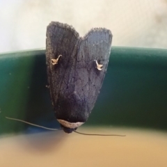 Proteuxoa cinereicollis (A noctuid or owlet moth) at Spence, ACT - 8 Apr 2019 by Laserchemisty