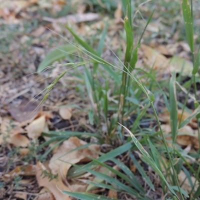 Microlaena stipoides (Weeping Grass) at Conder, ACT - 11 Mar 2019 by michaelb
