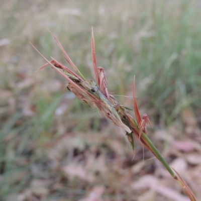 Cymbopogon refractus (Barbed-wire Grass) at Conder, ACT - 4 Mar 2019 by MichaelBedingfield