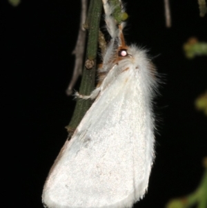 Lymantriinae (subfamily) at Ainslie, ACT - 10 Mar 2019