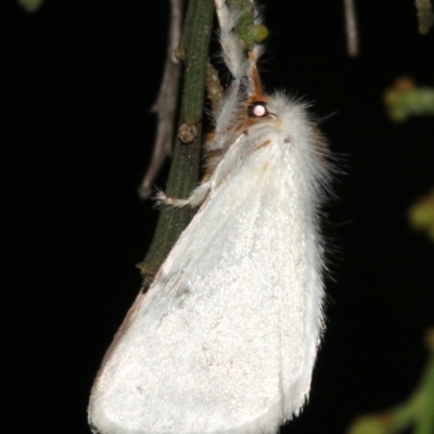 Lymantriinae (subfamily) (Unidentified tussock moths) at Ainslie, ACT - 10 Mar 2019 by jb2602