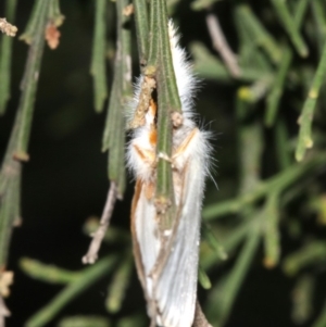 Lymantriinae (subfamily) at Ainslie, ACT - 10 Mar 2019