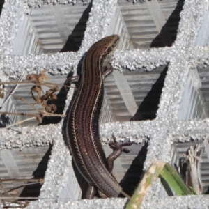 Acritoscincus duperreyi at Paddys River, ACT - 7 Apr 2019