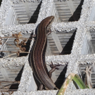 Acritoscincus duperreyi (Eastern Three-lined Skink) at Gibraltar Pines - 7 Apr 2019 by Christine