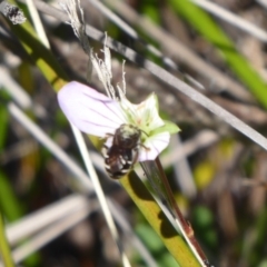 Unverified Bee (Hymenoptera, Apiformes) at Gibraltar Pines - 7 Apr 2019 by Christine