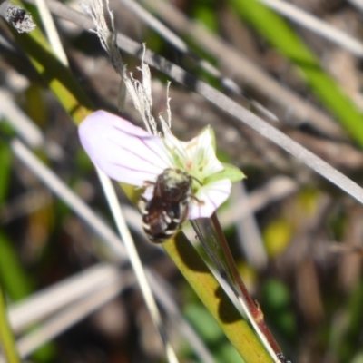 Unverified Bee (Hymenoptera, Apiformes) at Gibraltar Pines - 7 Apr 2019 by Christine