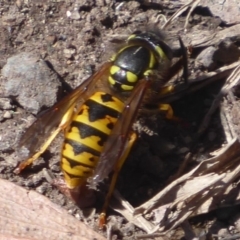 Vespula germanica (European Wasp, German Yellowjacket Wasp) at Paddys River, ACT - 7 Apr 2019 by Christine