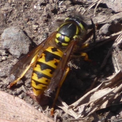 Vespula germanica (European Wasp, German Yellowjacket Wasp) at Paddys River, ACT - 7 Apr 2019 by Christine