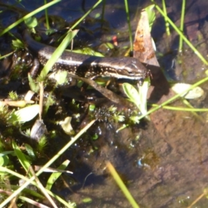 Eulamprus tympanum at Paddys River, ACT - 7 Apr 2019