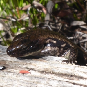 Eulamprus tympanum at Paddys River, ACT - 7 Apr 2019 11:45 AM