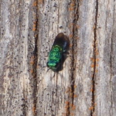 Primeuchroeus sp. (genus) (Cuckoo Wasp) at Paddys River, ACT - 7 Apr 2019 by Christine