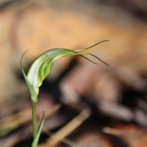 Diplodium laxum at Hackett, ACT - suppressed