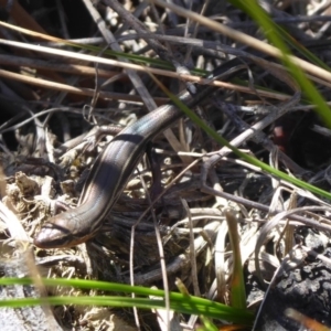 Acritoscincus duperreyi at Paddys River, ACT - 7 Apr 2019 12:09 PM