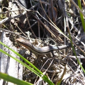 Acritoscincus duperreyi at Paddys River, ACT - 7 Apr 2019 12:09 PM