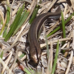 Acritoscincus duperreyi at Paddys River, ACT - 7 Apr 2019