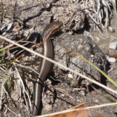 Acritoscincus duperreyi at Paddys River, ACT - 7 Apr 2019 12:09 PM