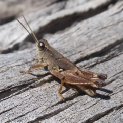 Phaulacridium vittatum (Wingless Grasshopper) at Paddys River, ACT - 7 Apr 2019 by Christine