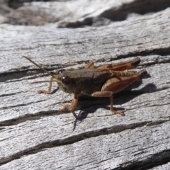 Phaulacridium vittatum at Paddys River, ACT - 7 Apr 2019 12:19 PM